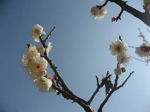 白梅01(春季)