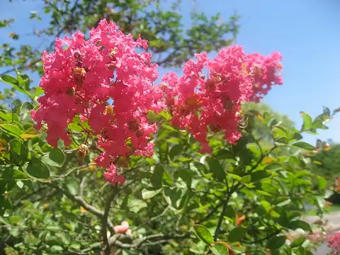 サルスベリ紅(夏季)