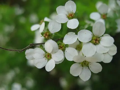 ユキヤナギ02(春季)